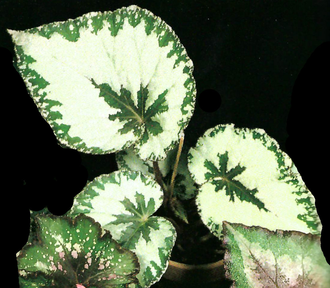 B. ‘Sawayaka’